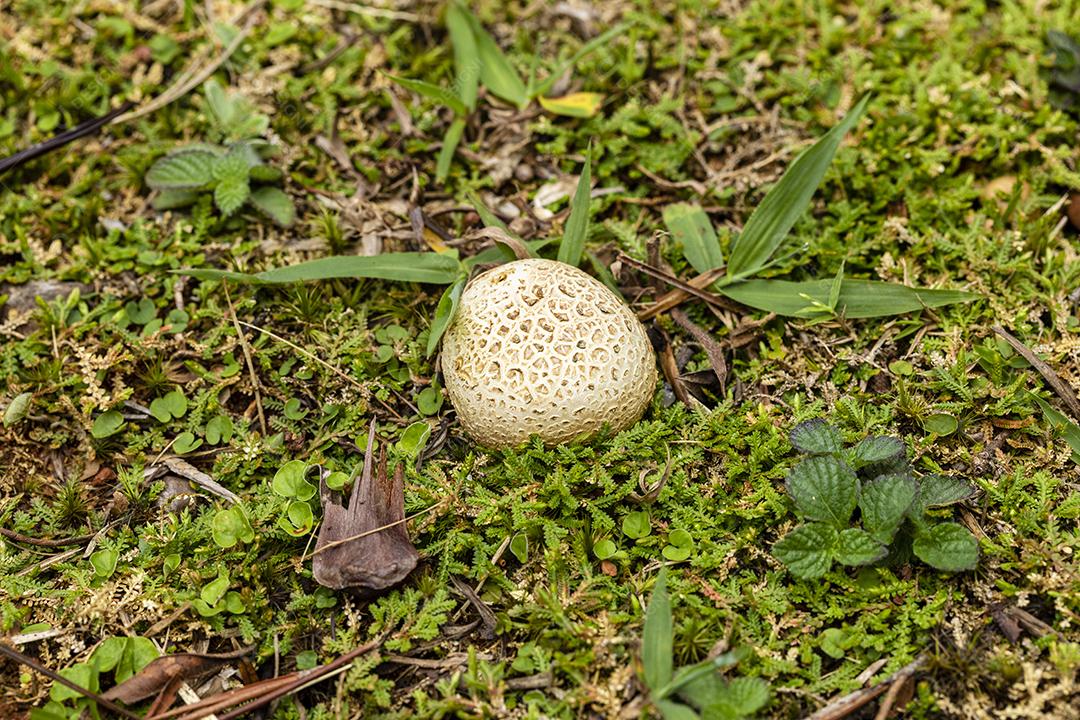 Campo Scleroderma citrinum folhas Imagem JPG