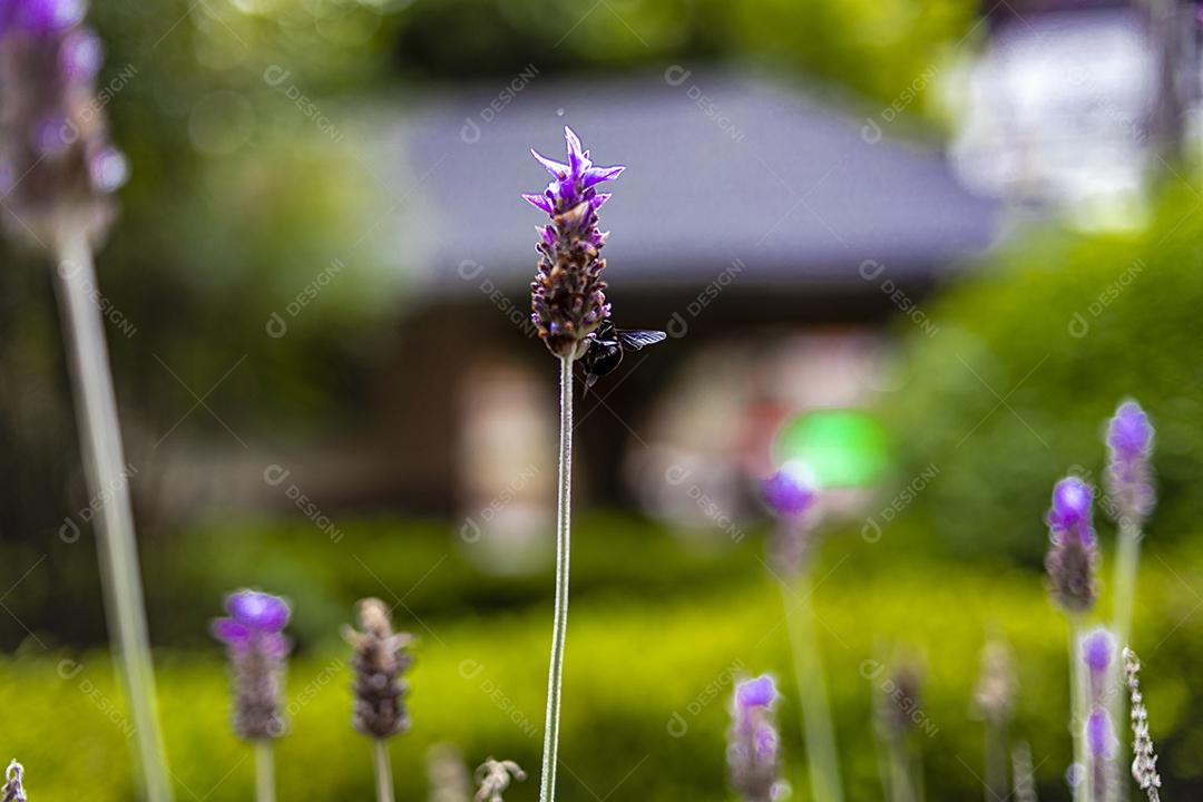 Flor Lavanda-inglesa fundo desfocado Imagem JPG