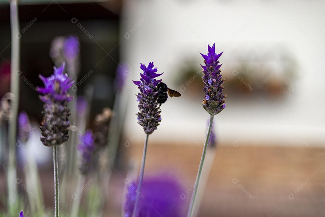 Flor Lavanda-inglesa fundo desfocado Imagem JPG