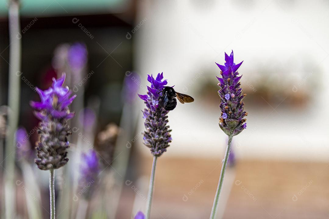 Flor Lavanda-inglesa fundo desfocado Imagem JPG