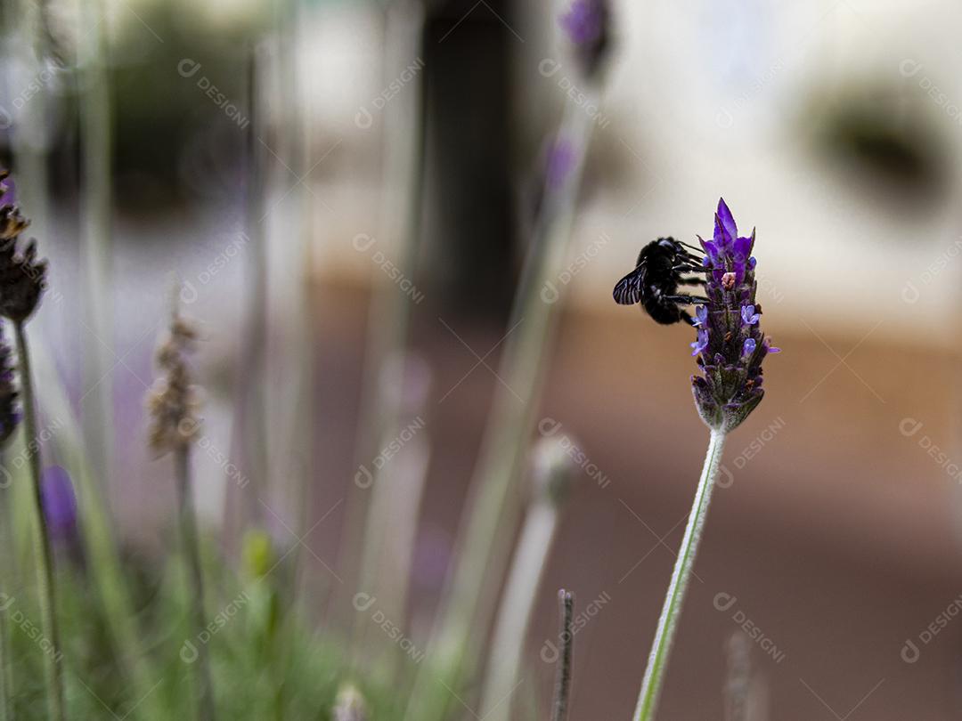 Flor Lavanda-inglesa fundo desfocado Imagem JPG