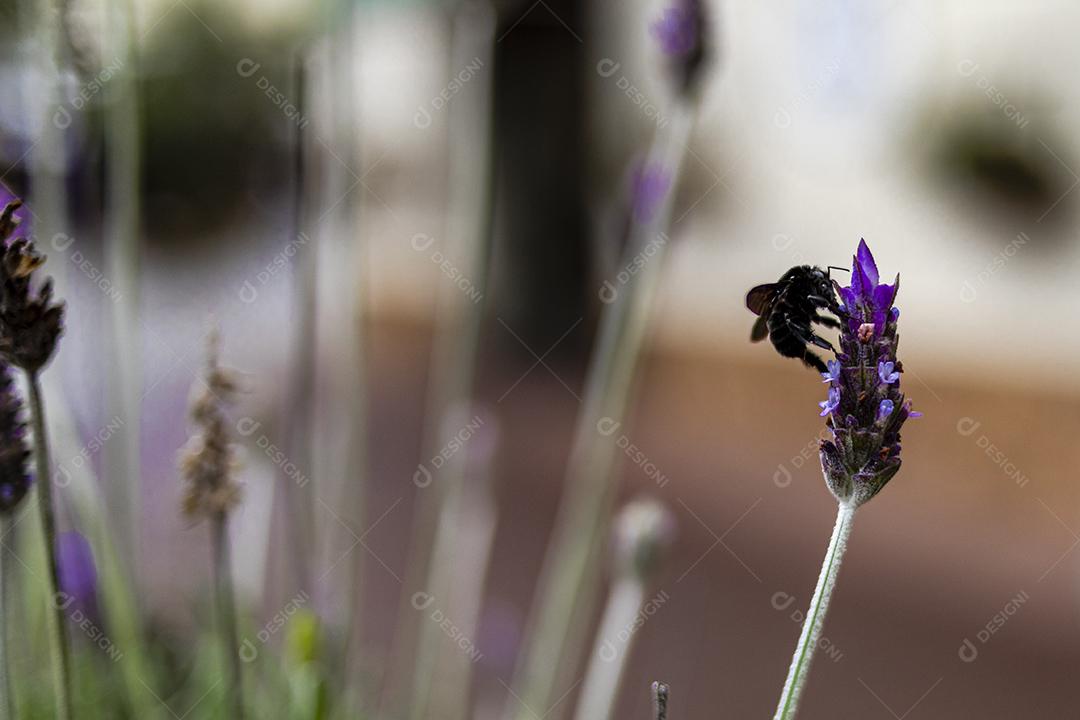 Flor Lavanda-inglesa fundo desfocado Imagem JPG