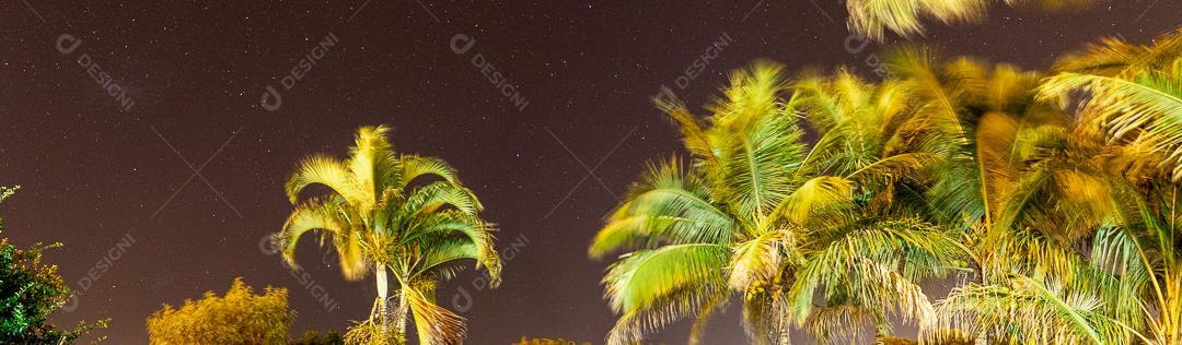 Coqueiros arvores ceu estrelado Imagem JPG