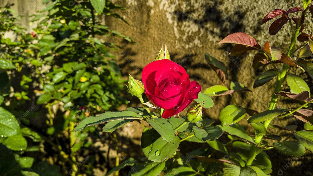 Flor planta rosa Mister Lincoln Imagem JPG