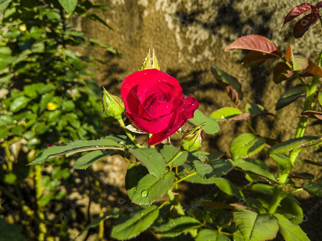 Flor planta rosa Mister Lincoln Imagem JPG