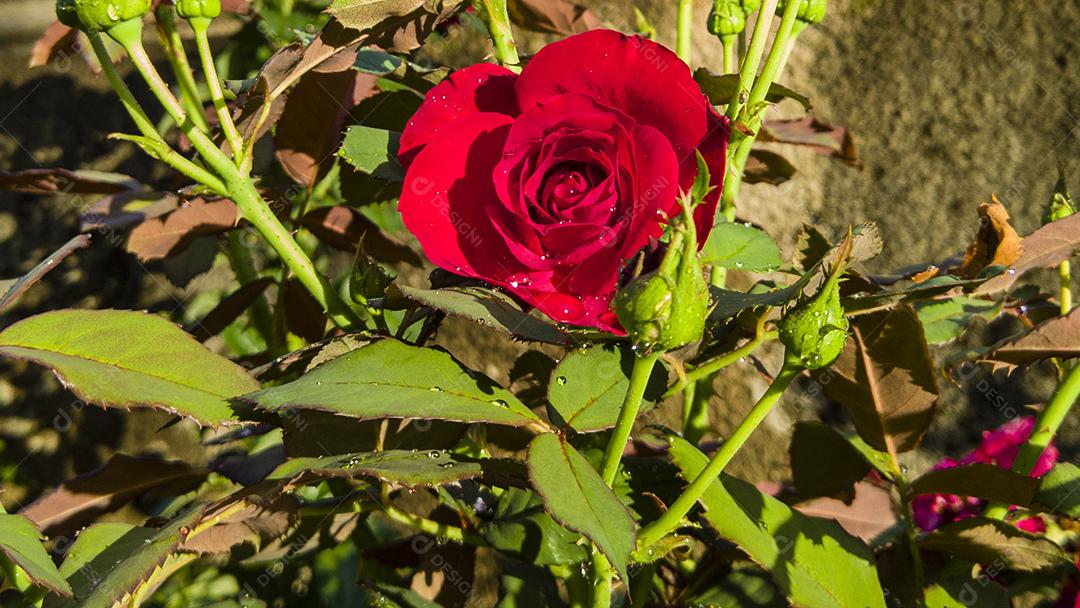 Flor planta rosa Mister Lincoln Imagem JPG