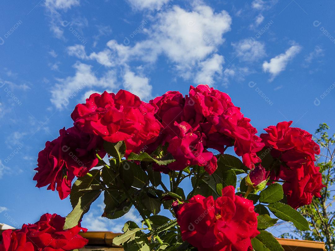 Flor planta rosa Imagem JPG