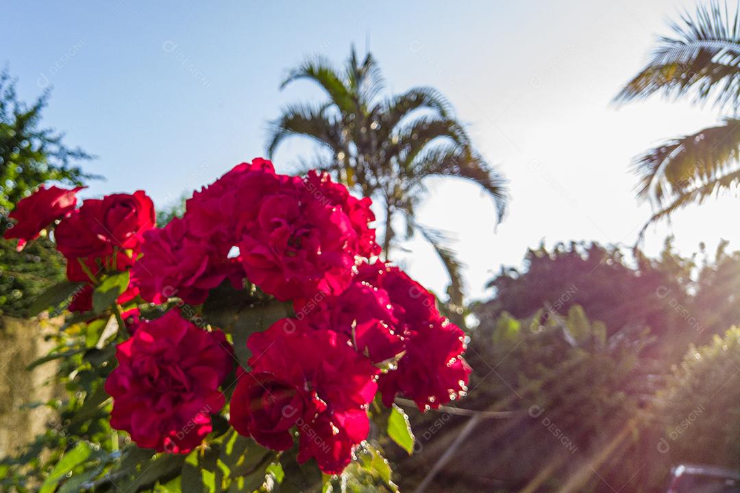 Flor planta rosa Imagem JPG