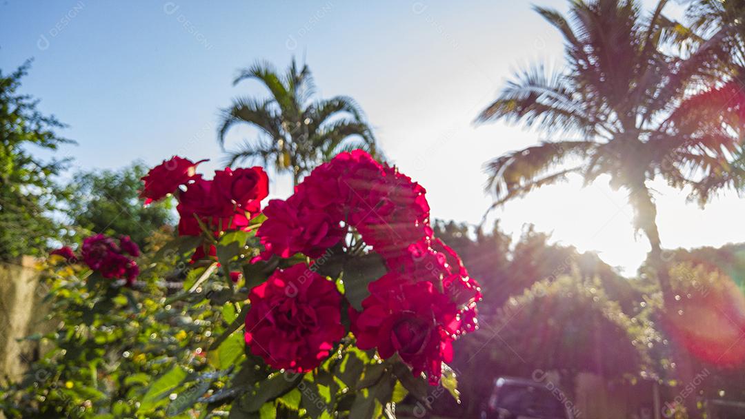 Flor planta rosa Imagem JPG