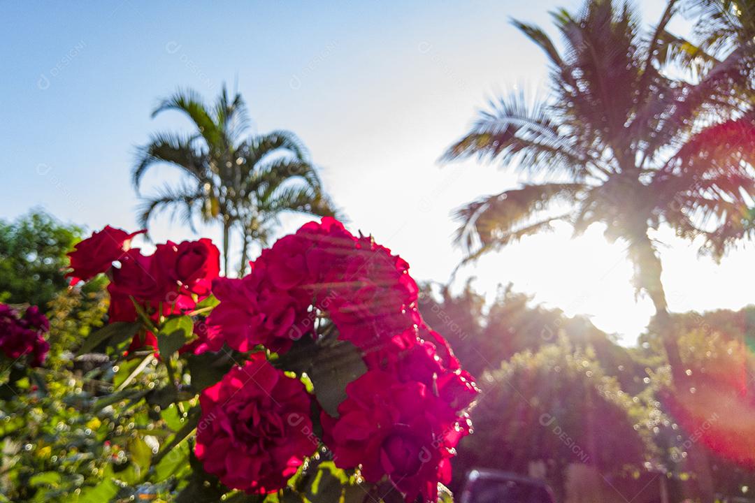 Flor planta rosa Imagem JPG