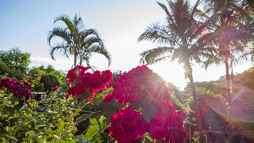 Flor planta rosa Imagem JPG