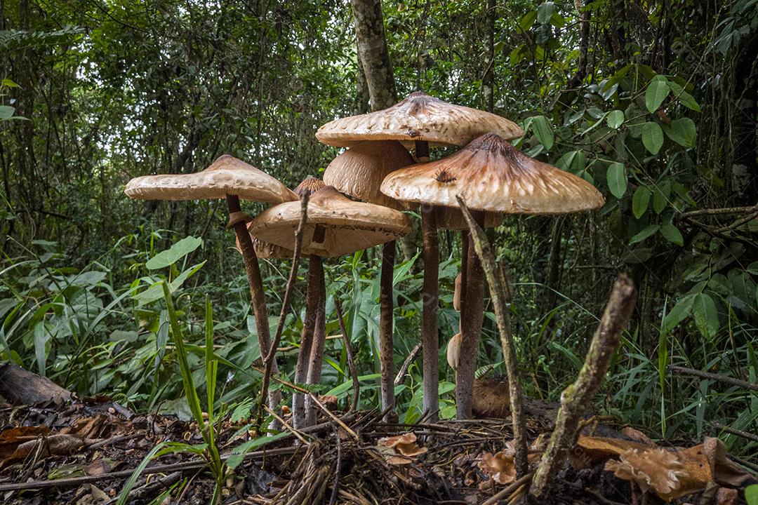 Cogumelos Imagem JPG