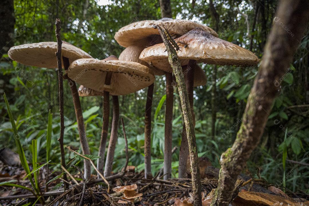 Cogumelos Imagem JPG