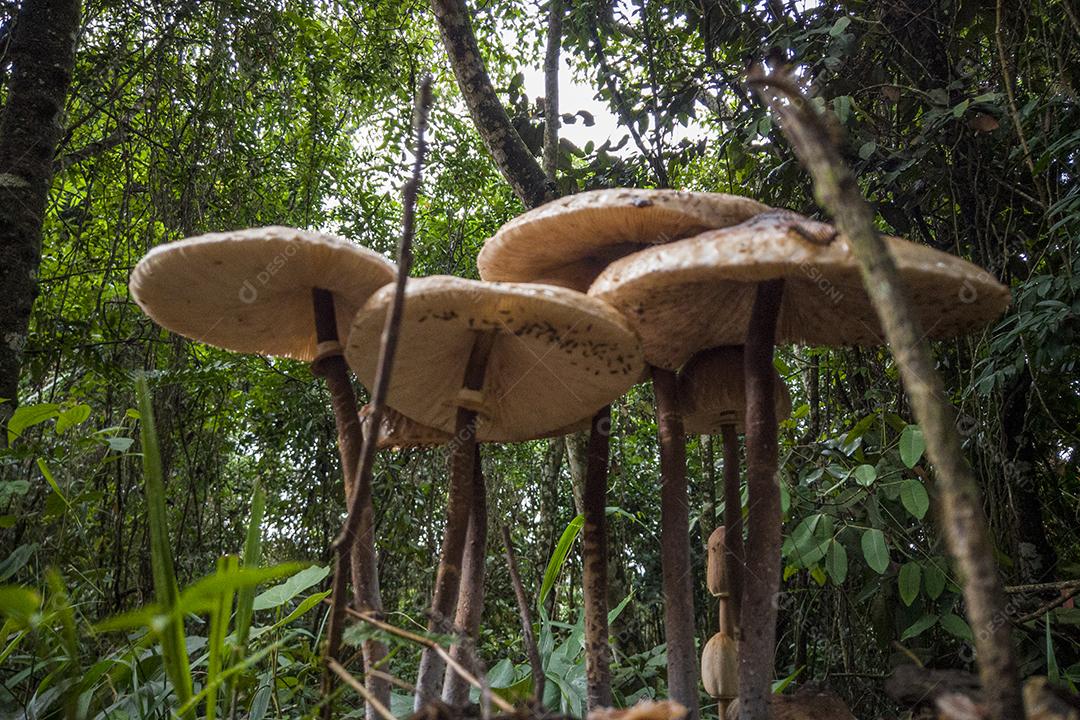 Cogumelos Imagem JPG