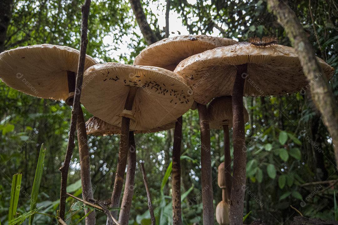 Cogumelos Imagem JPG