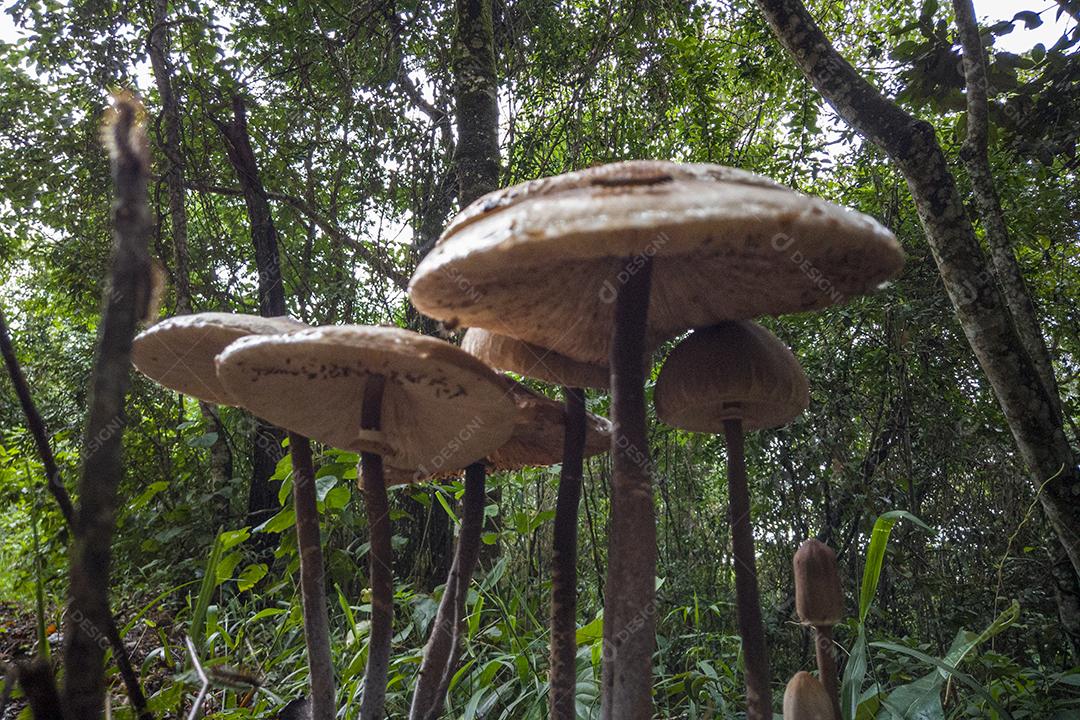 Cogumelos Imagem JPG