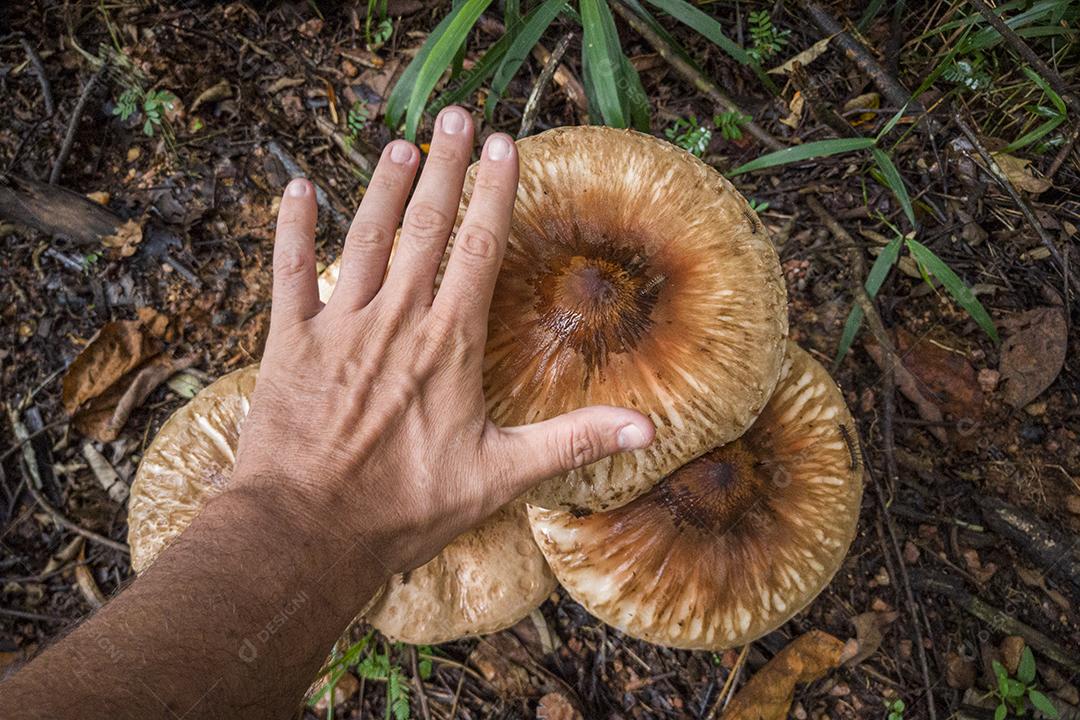 Cogumelos Imagem JPG