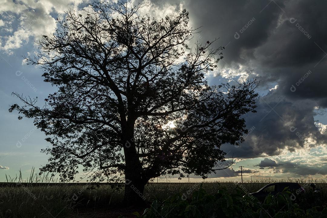 Arvóre Com Céu Nublado Imagem JPG