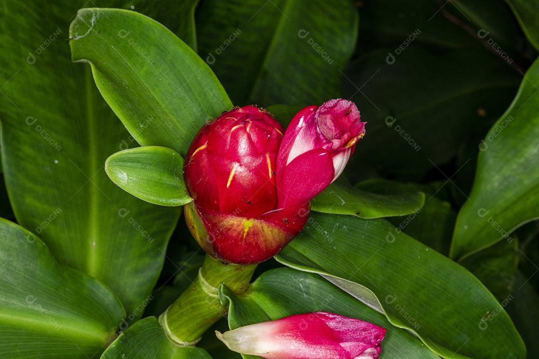 Ntureza Costus Woodsonii Imagem Jpg
