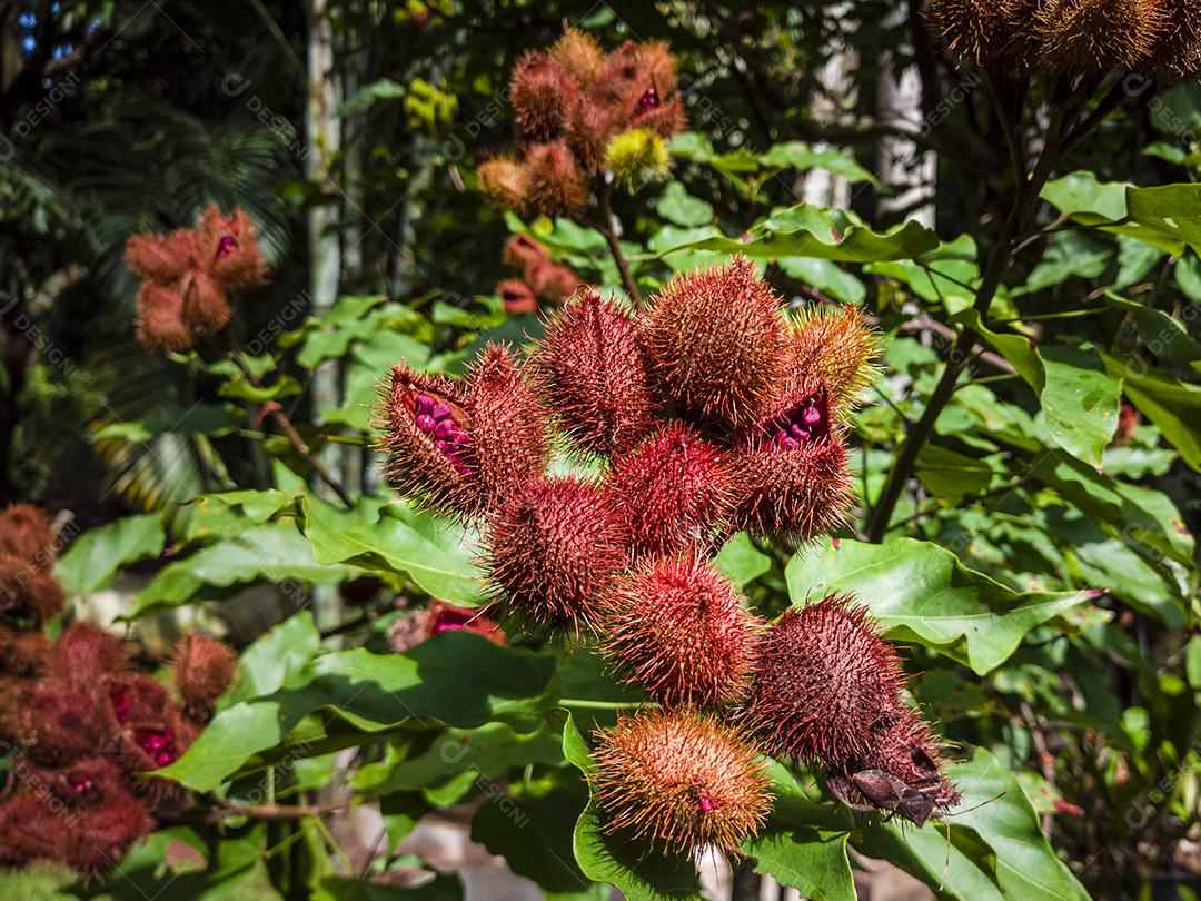 Plantação de urucum Imagem JPG