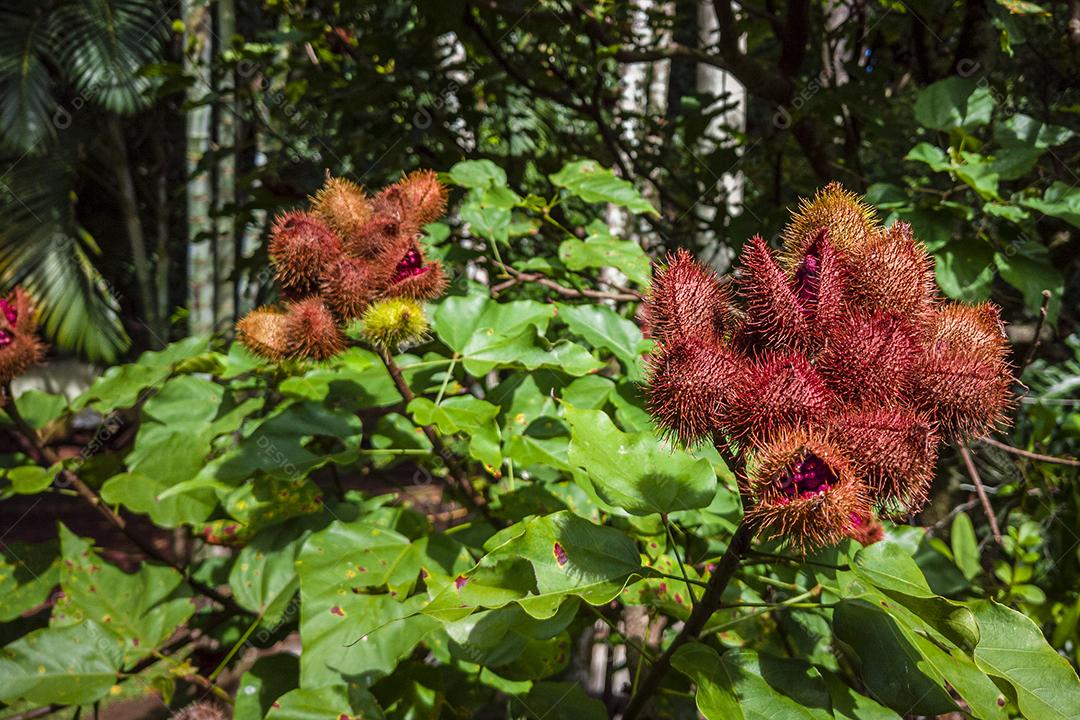 Plantação de urucum Imagem JPG