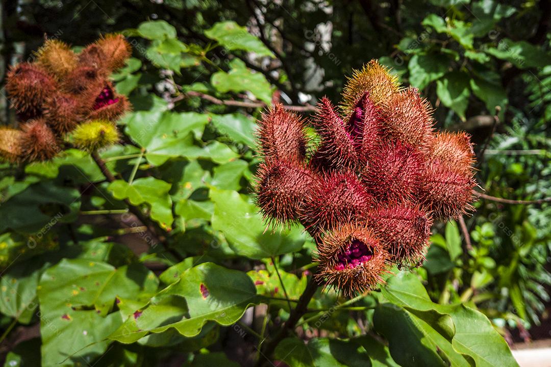 Plantação de urucum Imagem JPG