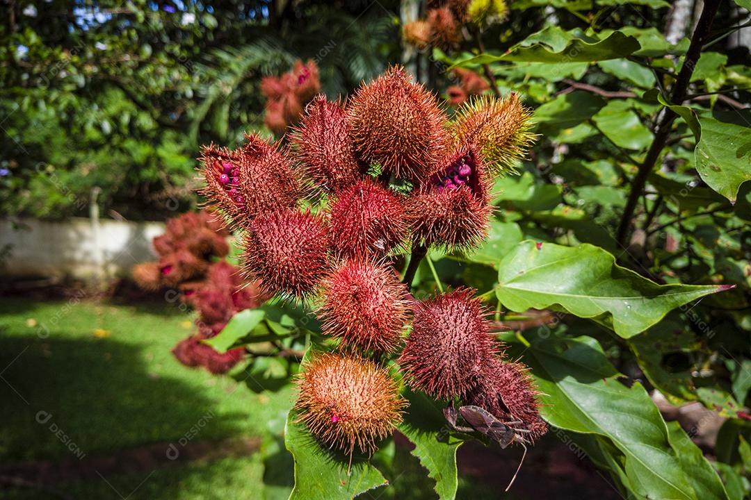 Plantação de urucum Imagem JPG
