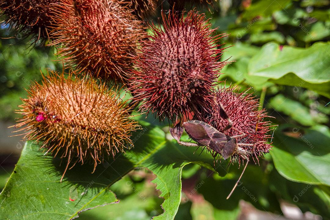 Fechar as ruínas de urucum Imagem JPG