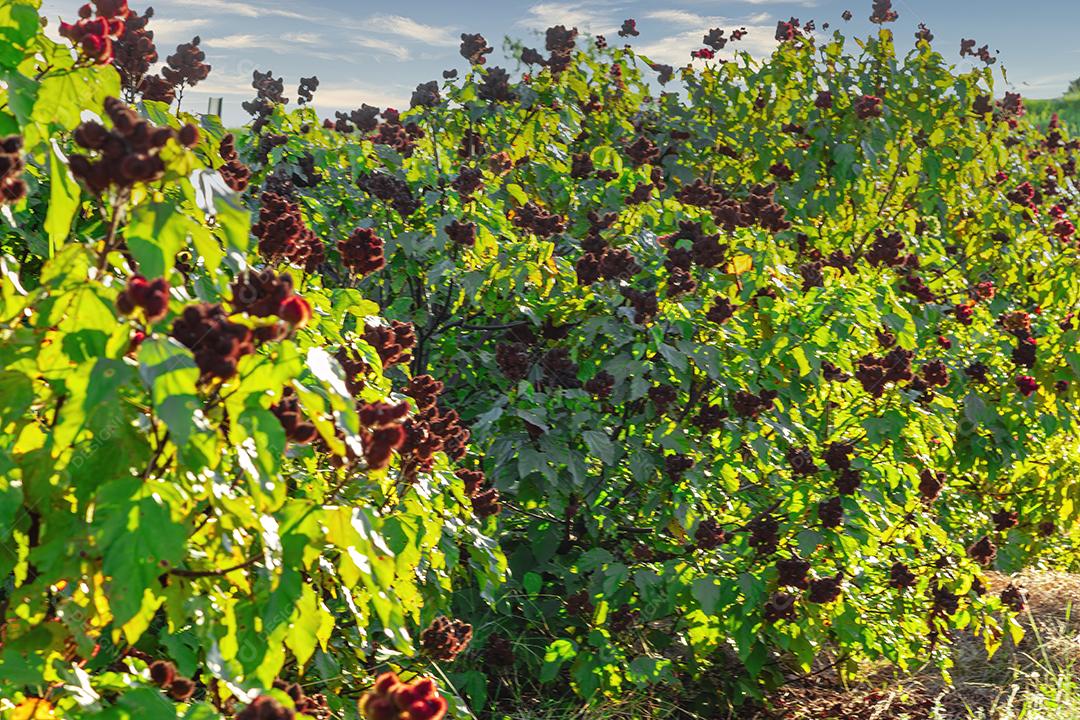 Linda plantação de urucum Imagem JPG