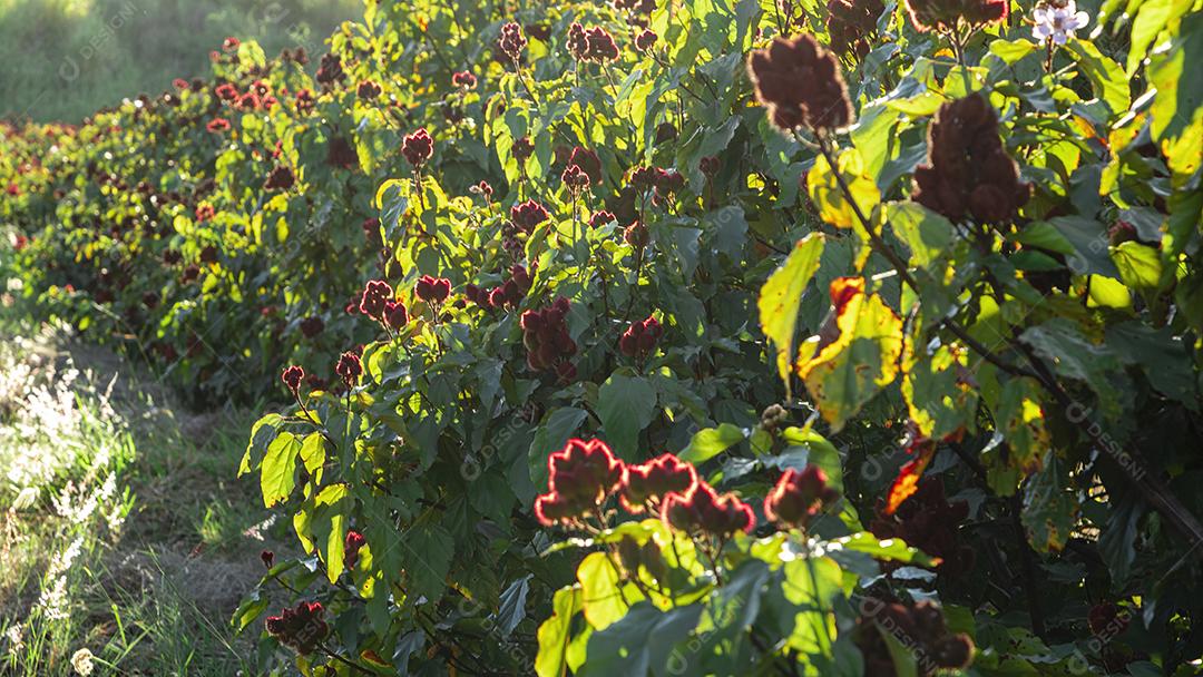 Linda plantação de urucum Imagem JPG