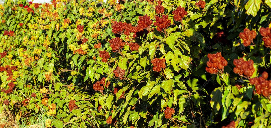 Linda plantação de urucum Imagem JPG