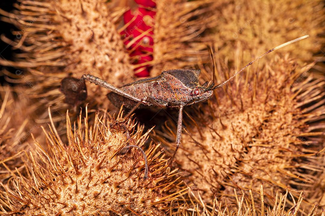 Macro de urucum Imagem JPG