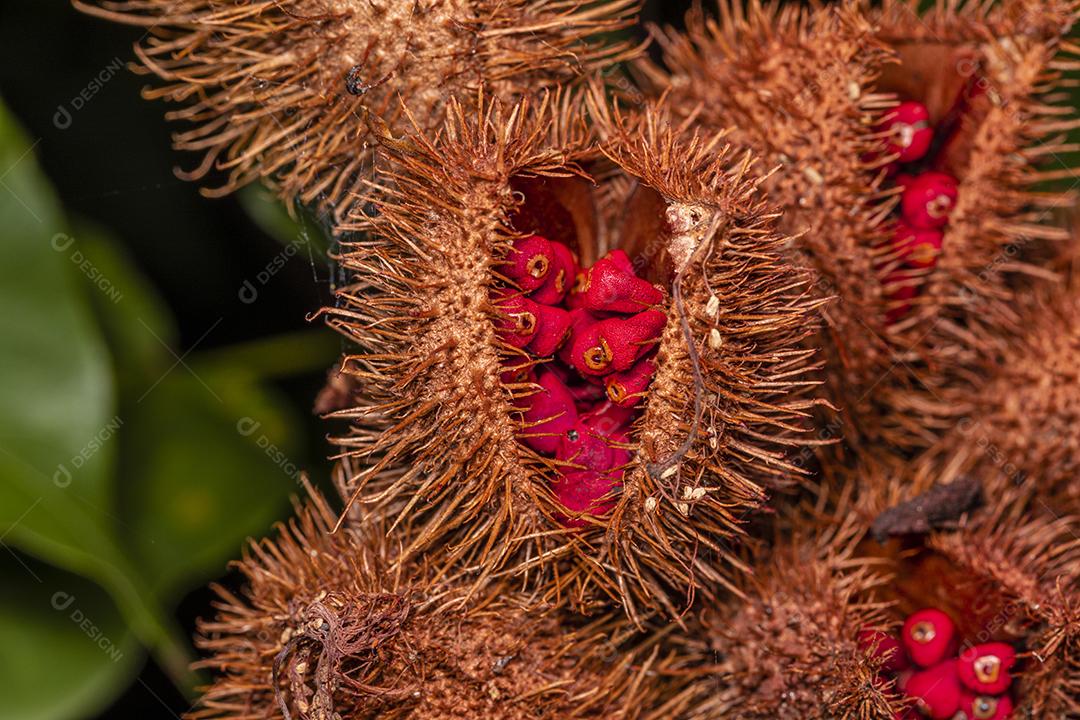 Macro de urucum Imagem JPG