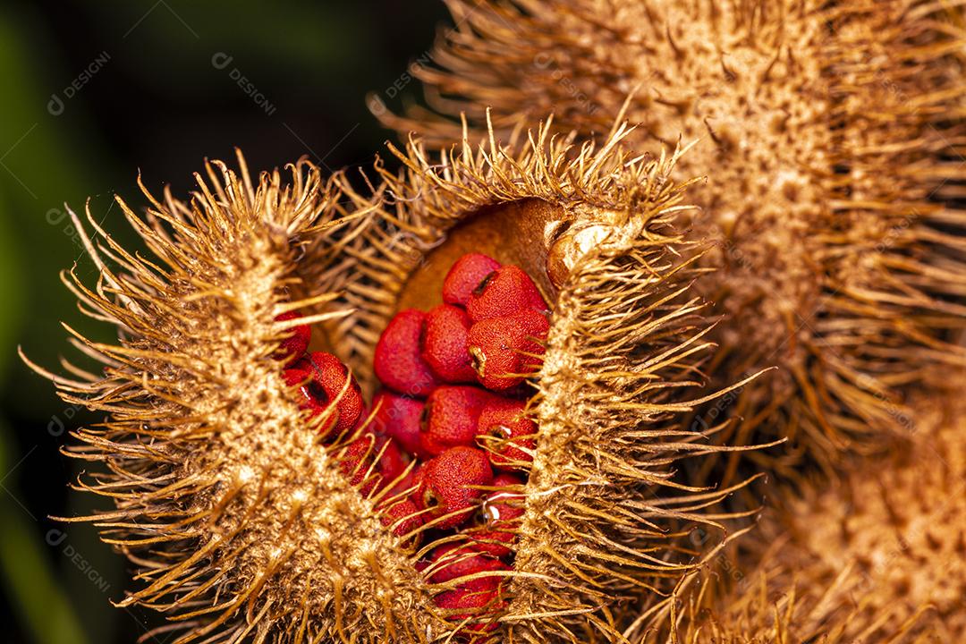 Macro de urucum Imagem JPG