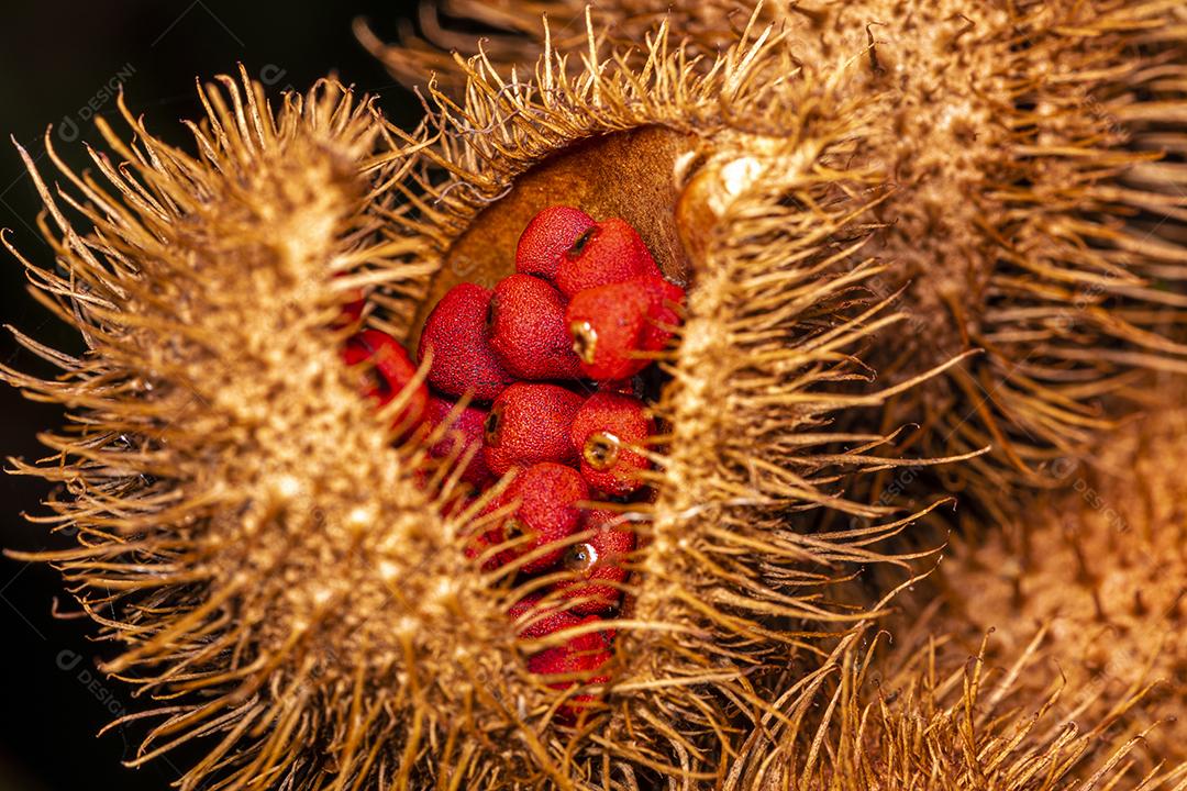 Macro de urucum Imagem JPG