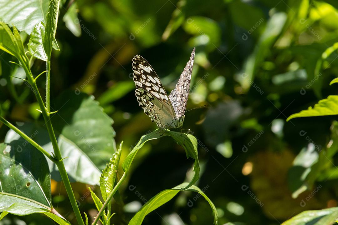 Borboleta Hamadryas februa inseto folha verde plantas
