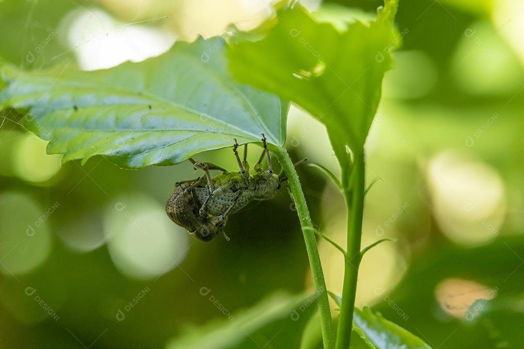 Curculionoidea Inseto folhas plantas floresta