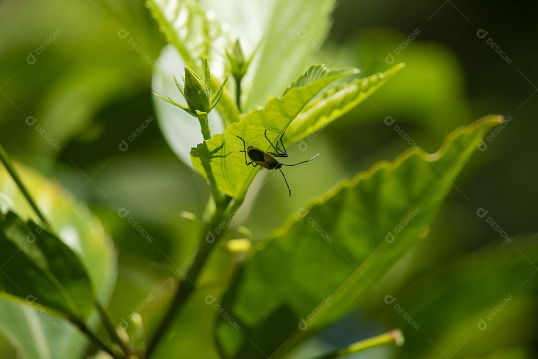 Afídio Inseto folhas plantas floresta