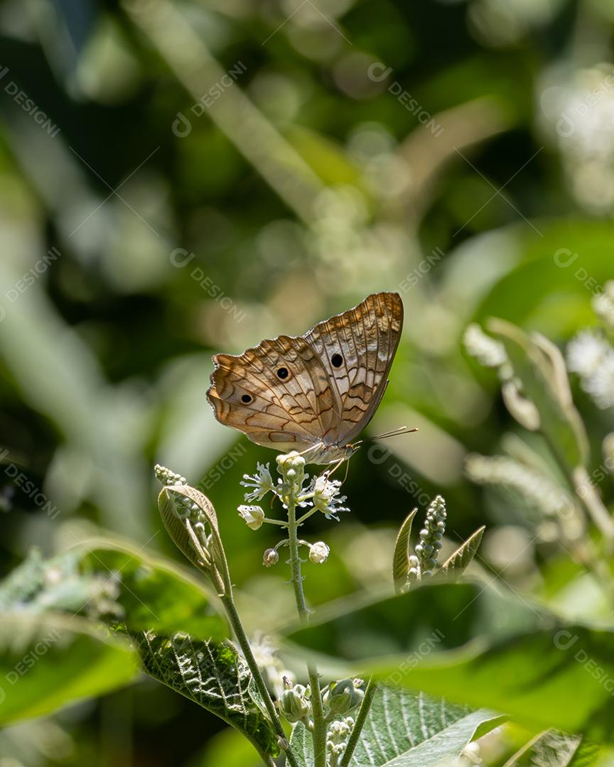 Inseto borboleta Anartia jatrophae folha planta