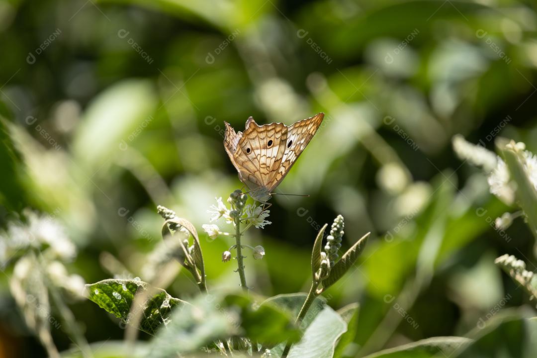 Inseto borboleta Anartia jatrophae folha planta