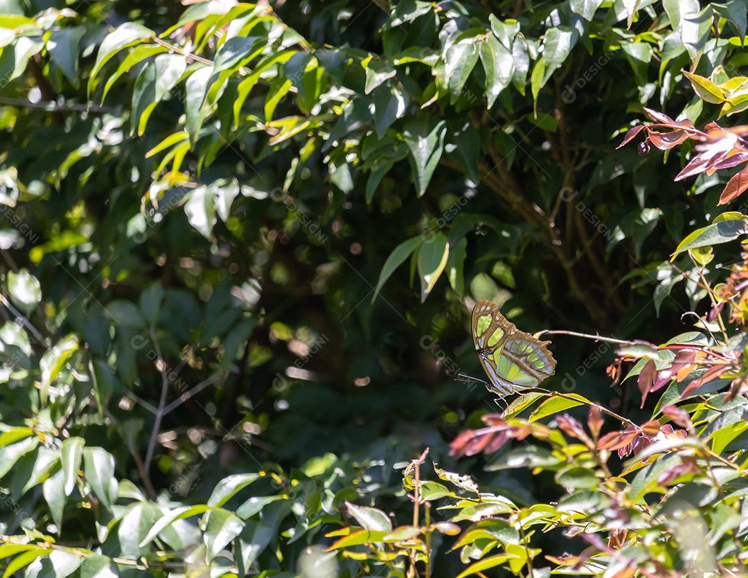 Inseto Borboleta floresta planta