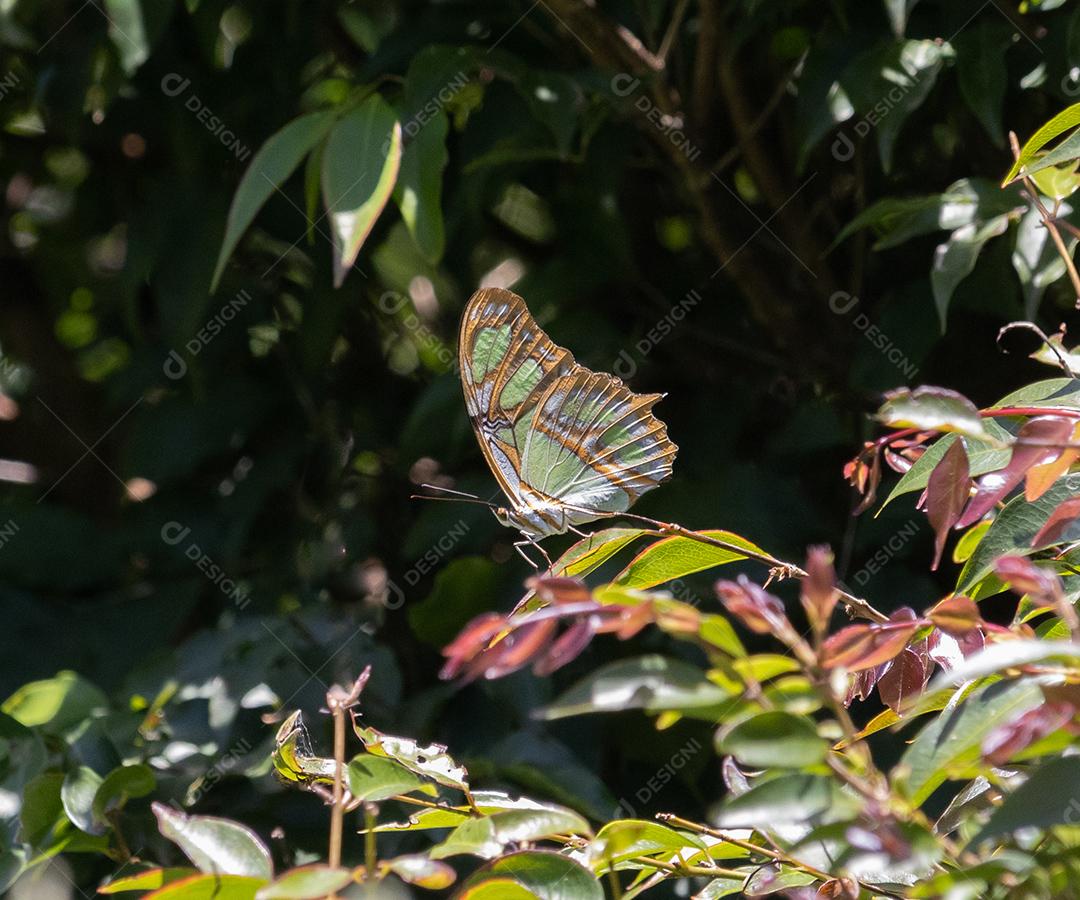 Inseto Borboleta floresta planta