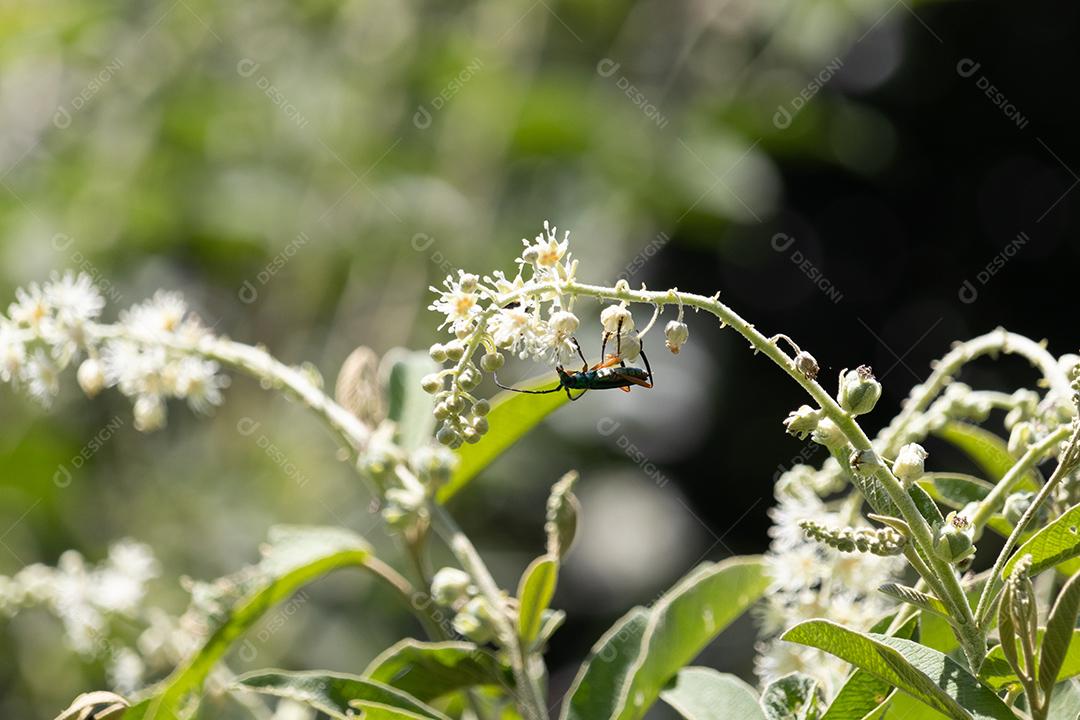 Inseto formiga flor Clethra Plantas floresta