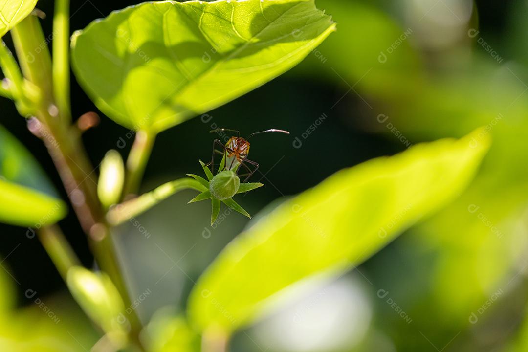 Inseto Theridion grallator Aranha folhas verde floresta