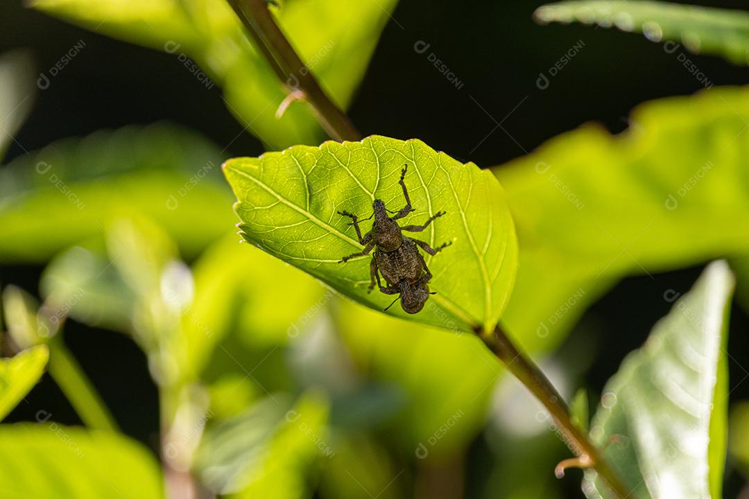 Inseto Curculionoidea folhas floresta