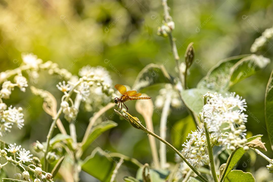 Inseto Bichomel abelha flor plantas