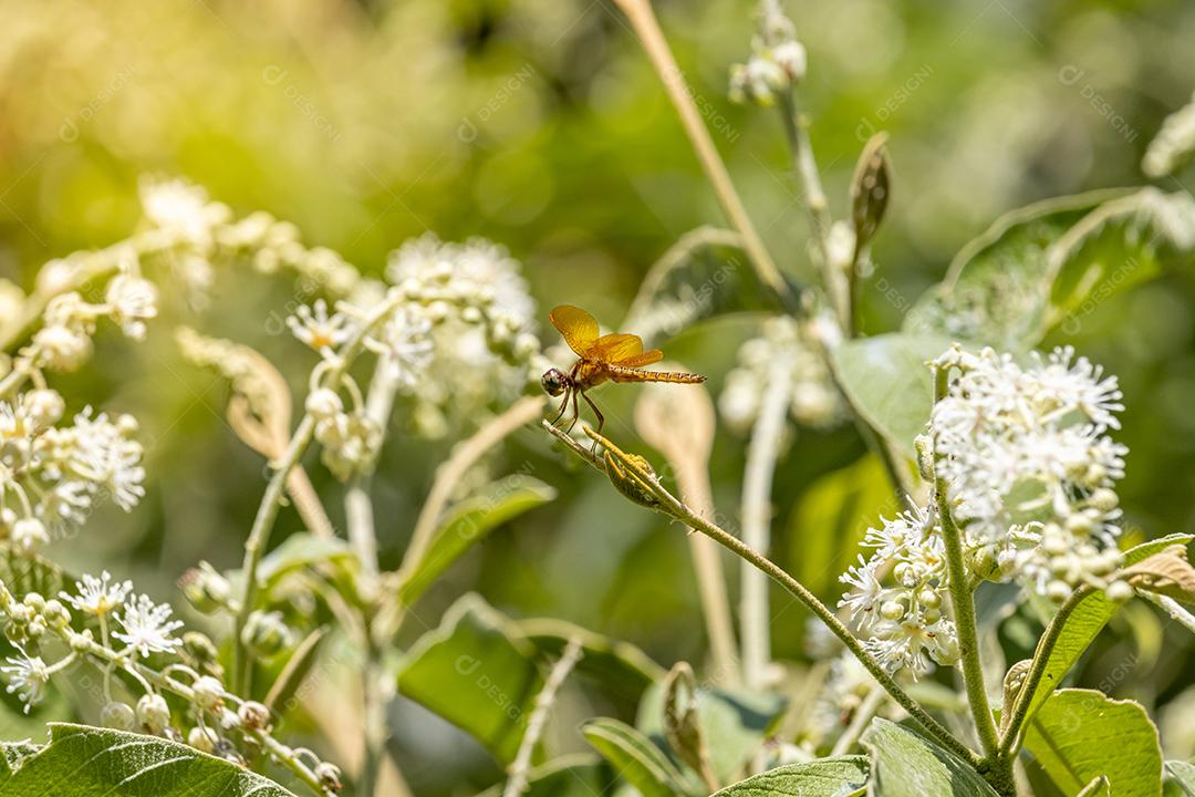 Inseto Bichomel abelha flor plantas