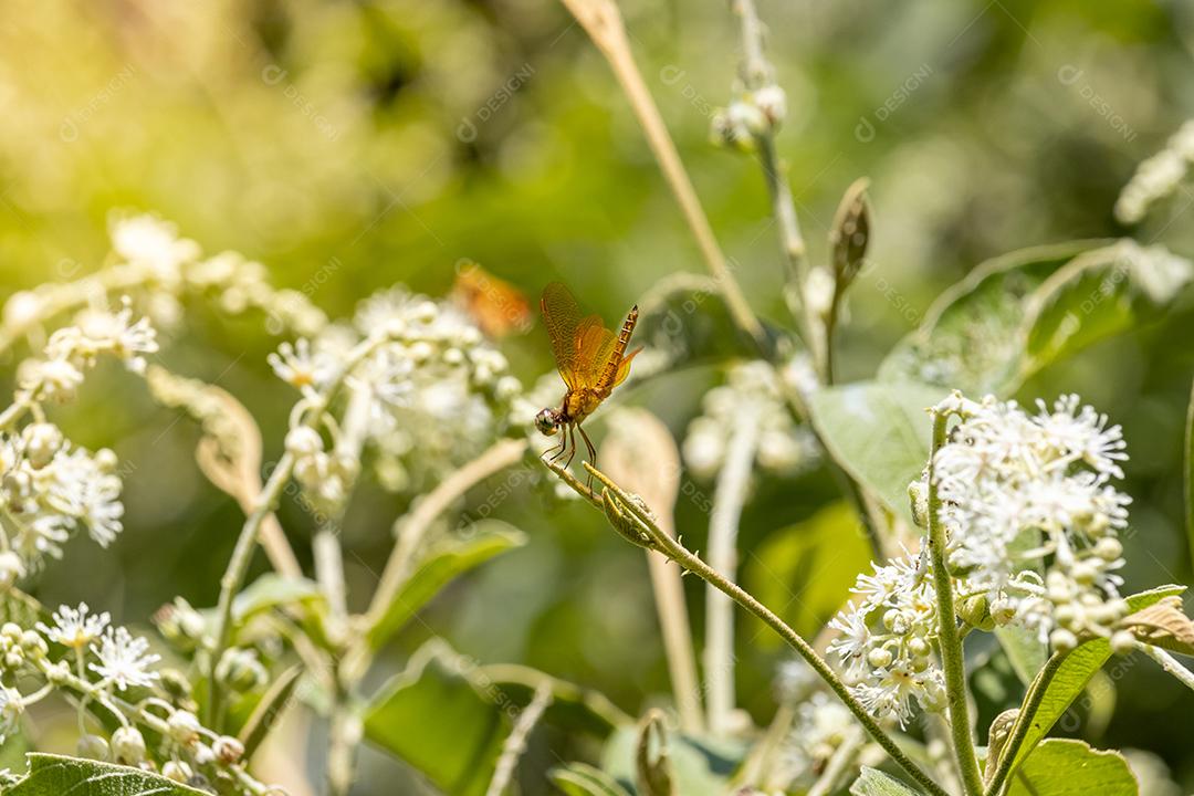 Inseto Bichomel abelha flor plantas