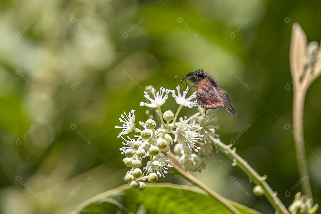 Inseto Eudaminae planta flor floresta