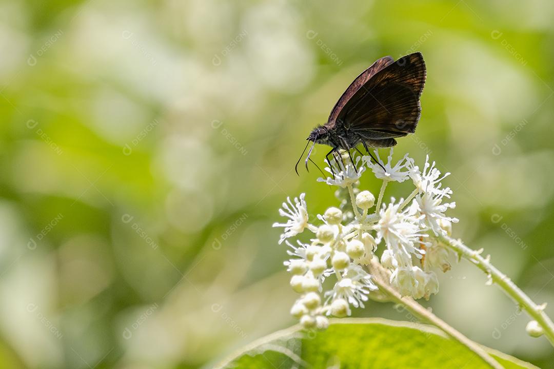 Inseto Erynnis baptisiae flor plantas